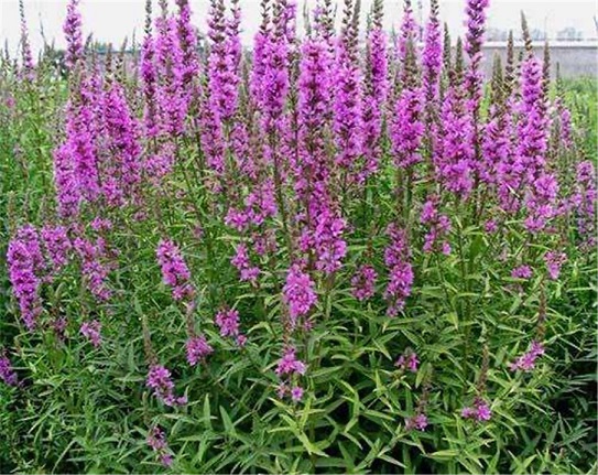衡水市千屈菜种苗基地/衡水市千屈菜种植厂家