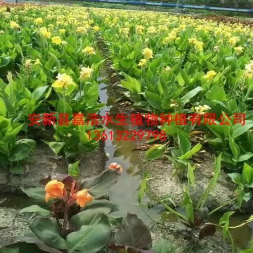 晋中市【水生美人蕉】种植厂家/盆栽荷花厂家 
