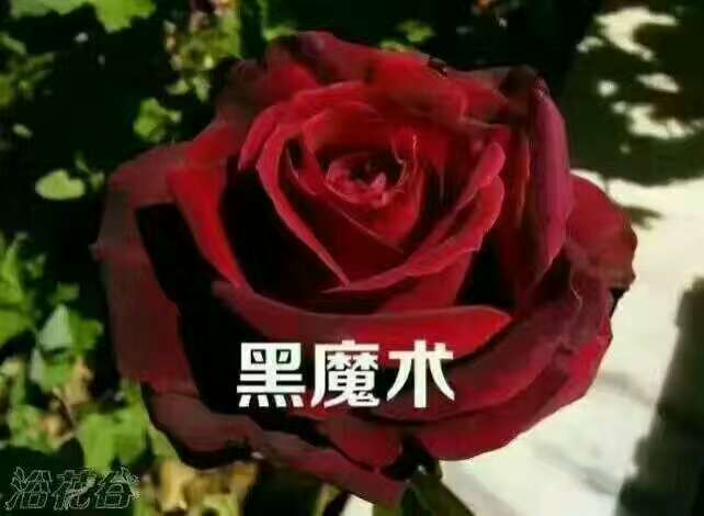 云南玫瑰花苗
