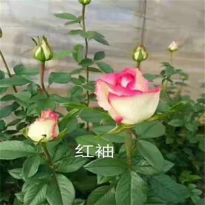 甘肃玫瑰种苗