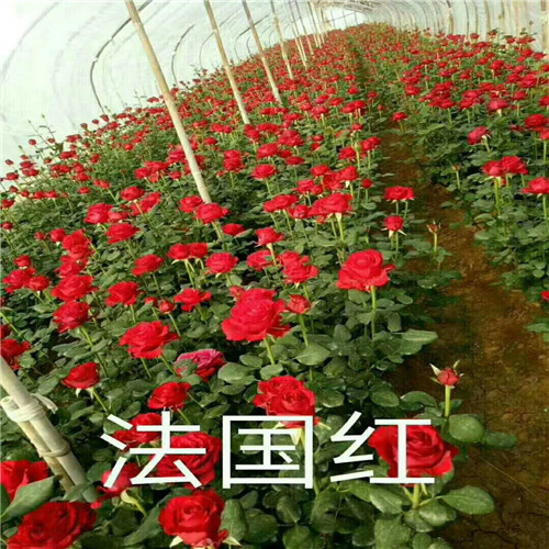 云南月季大苗