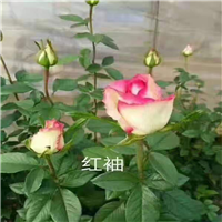 甘肃玫瑰种苗