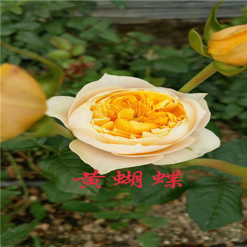 甘肃玫瑰种苗基地