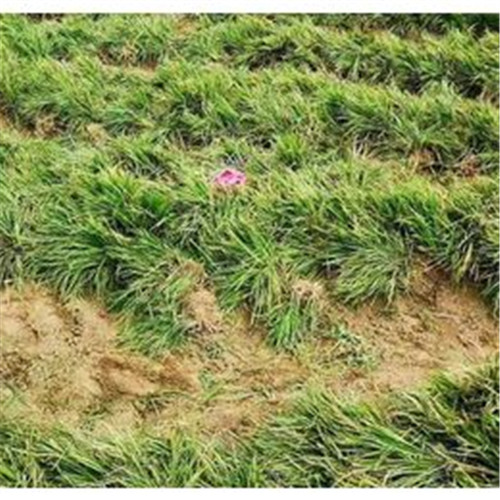 曹县麦冬草草坪供应