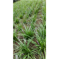 菏泽麦冬草价格