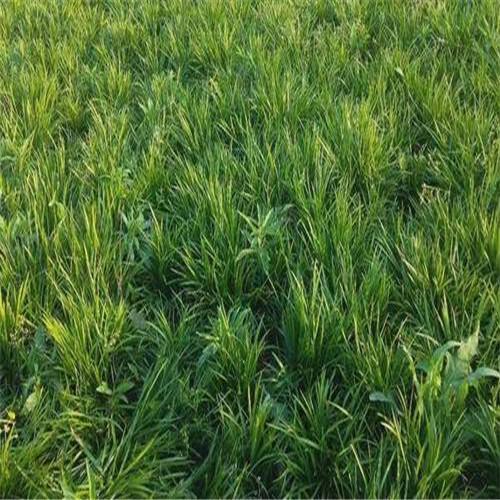 曹县麦冬草供应