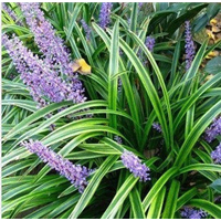 菏泽麦冬草怎么卖