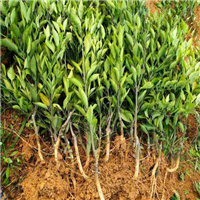 四川雅安粑粑柑苗