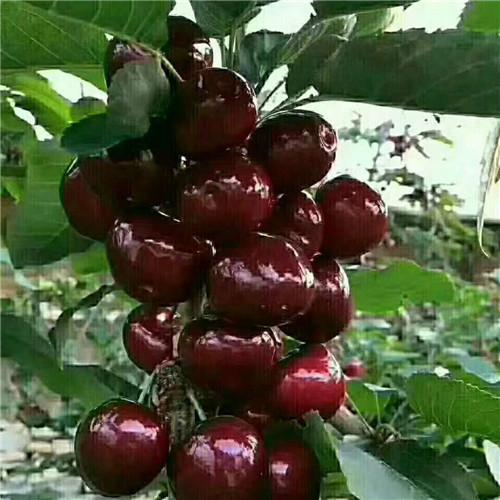 黑樱桃(汉源黑珍珠)