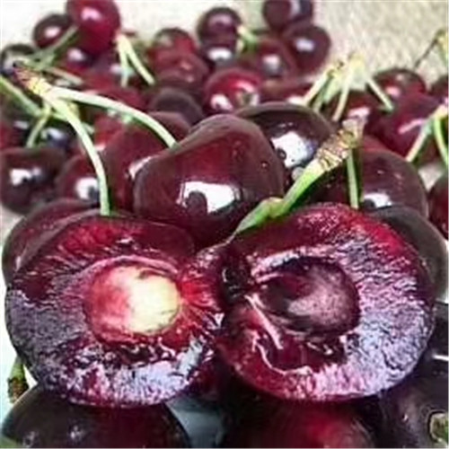 四川雅安黑樱桃(汉源黑珍珠