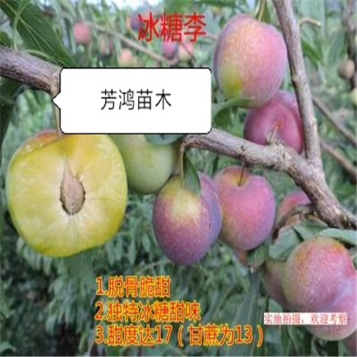 四川雅安冰糖李树苗、 
