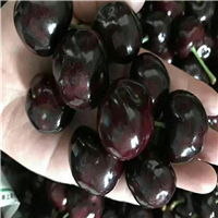 四川雅安黑樱桃苗批发价格(汉源黑珍珠