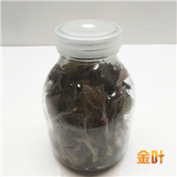 金线莲#金线莲种苗-金叶 