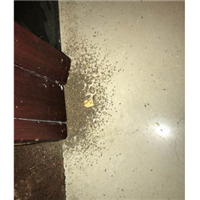 zl2菏泽除蟑螂公司联系电话是多少？ 