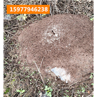 玉林灭臭虫、灭跳蚤、灭火蚁 