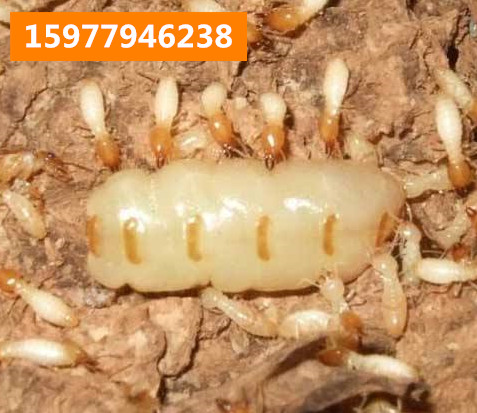 博白灭白蚁如果找到白蚁窝 