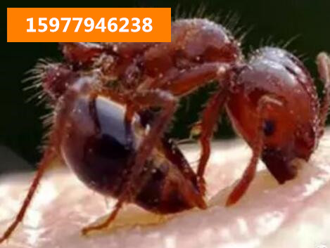 玉林福绵灭臭虫灭红火蚁主要对人体伤害 