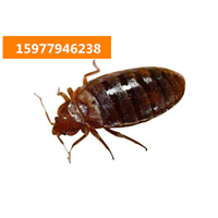 专业灭四害公司-灭鼠-灭蟑螂-灭蚊子-灭苍蝇 