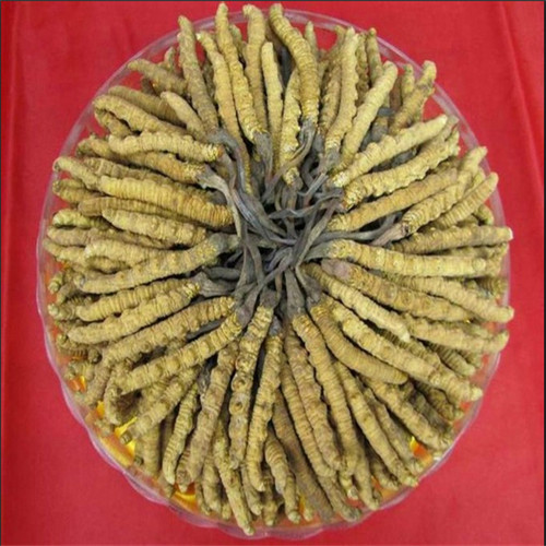 平顶山回收冬虫夏草 