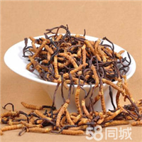 南充冬虫夏草回收┃李老师 15861187903 