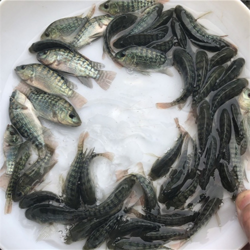 湖北随州市淡水鱼苗批发