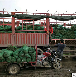 &山东曹县高伟麦冬苗 