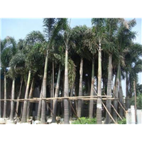 潮州哪里有狐尾椰-揭阳狐尾椰批发价-云浮狐尾椰 