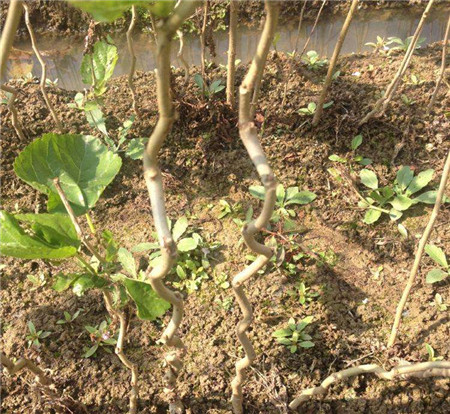 九曲龙桑 果桑苗