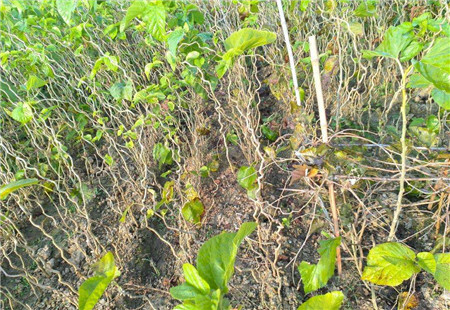 九曲龙桑—直销九曲龙桑