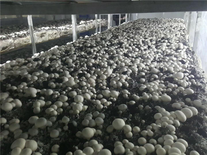 临汾市蘑菇销售 