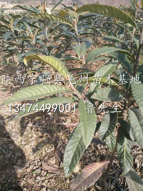 汉中枇杷苗/供应优质枇杷苗/陕西汉中枇杷苗基地 
