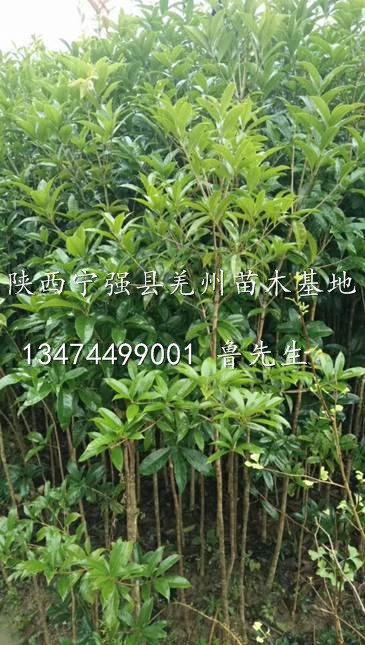桂花苗