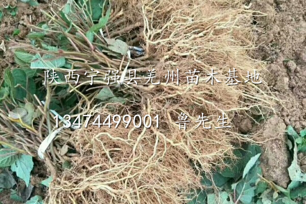 供应优质猕猴桃苗@陕西自家猕猴桃苗出售@陕西猕猴桃苗种植基地 