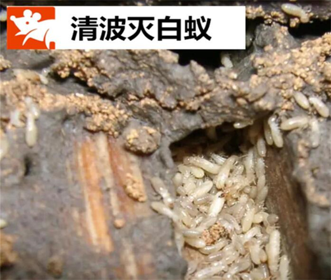 江阴灭白蚁公司教大家简单四招发现隐蔽的白蚁