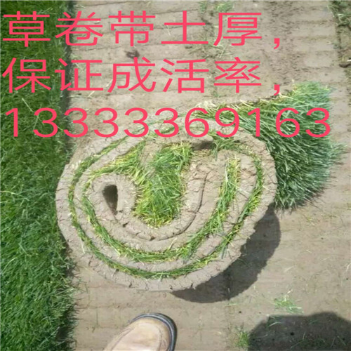 潍坊绿化草坪卷|潍坊草坪基地 