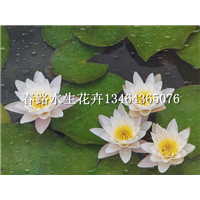 睡莲苗_春路水生花卉13464365076 