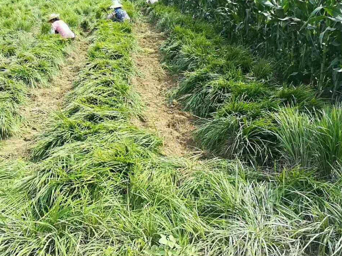 丹麦草
