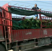 山东麦冬草批发