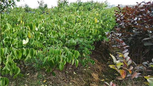 贵州杨桃苗批发