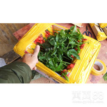 黄金百香果苗,紫香百香果苗,满天星百香