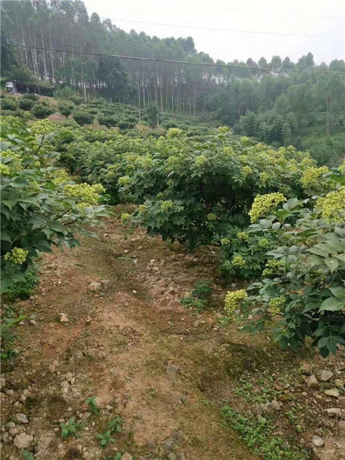 广西高产茶辣苗种植基地