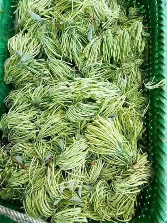 广东金银花批发 