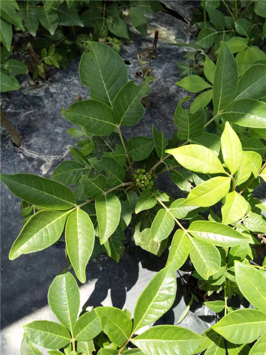 广西高产茶辣种植基地 