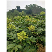 高产广西品种茶辣吴茱萸种植基地