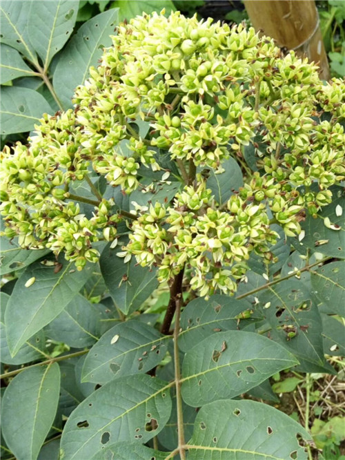 广西茶辣吴茱萸苗批发