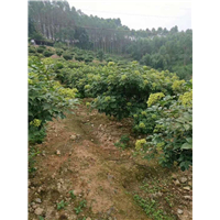 广西高产茶辣苗种植基地