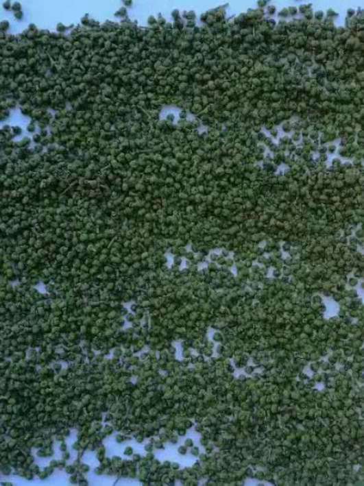 高产广西品种茶辣吴茱萸价格