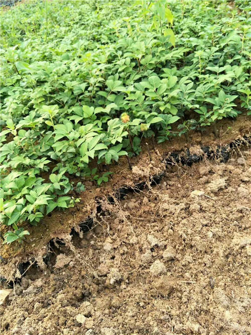 广西茶辣吴茱萸苗批发 