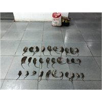 湖州灭老鼠公司