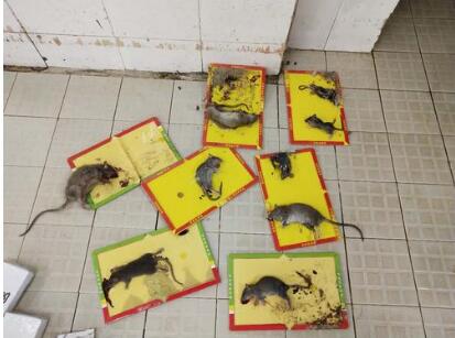 湖州灭鼠公哪家好 